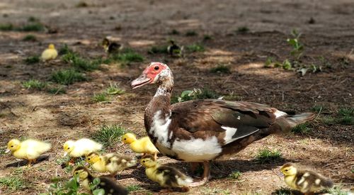 Birds in a field