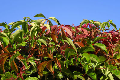 Close-up of fresh green plants against sky