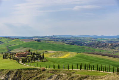 Scenic view of agricultural field against sky