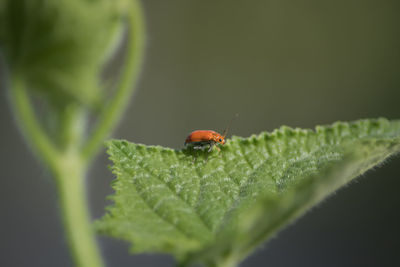 Close-up of ladybug on leaf