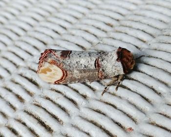 High angle view of insect on sand