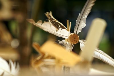 Close-up of insect on leaf