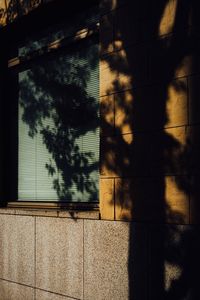 Shadow of tree on wall