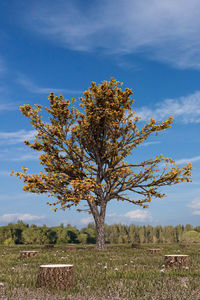 Tree on a deforested  field 