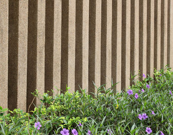 Close-up of flowering plants against wall