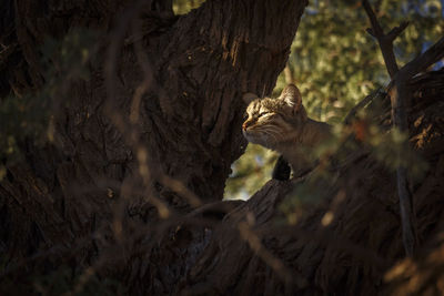 Cat on tree