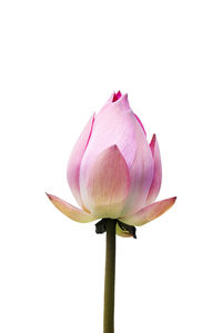 Close-up of pink rose against white background