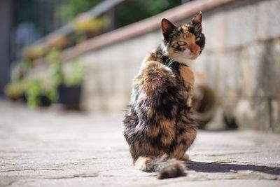 Portrait of cat on footpath