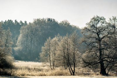 Bare trees in forest against clear sky