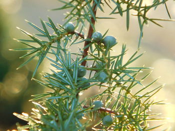 Close-up of plant