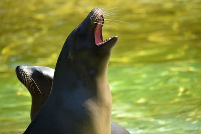 Close-up of an animal