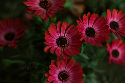 Close-up of red flowering plants in park