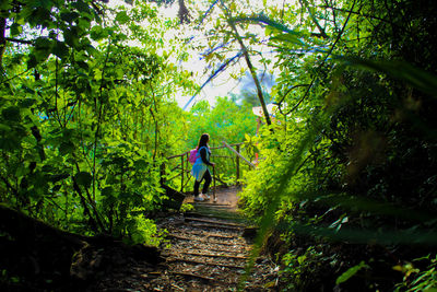 Rear view of woman walking in forest