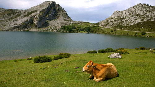 Cow relaxing on grassy field by lake and mountains