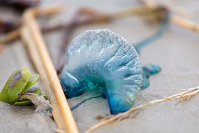 macro photography