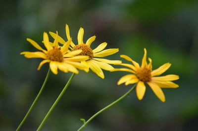 Close-up of yellow flowering plant