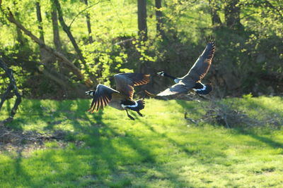 Birds flying over a field