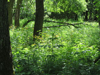 Trees growing in forest