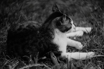 Cat looking away on field