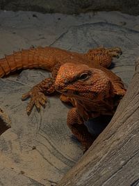 High angle view of lizard on land