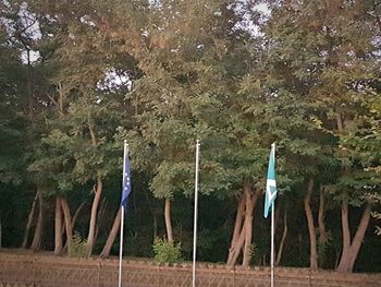 Wooden post on field by trees in forest