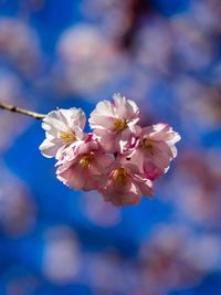 Close-up of cherry blossom