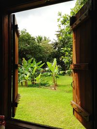 Trees and plants growing in lawn outside building