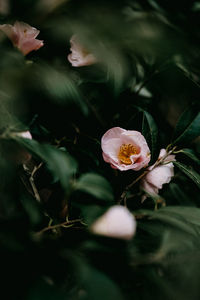 Close-up of rose plant