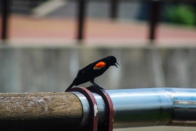 Close-up of bird perching on metal railing