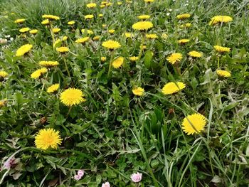 High angle view of yellow flowering plants on field