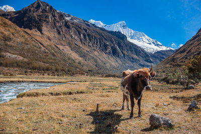 Cow on field with mountains in background