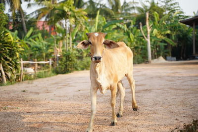 Cow standing in a horse