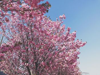 Low angle view of pink flower tree against clear sky