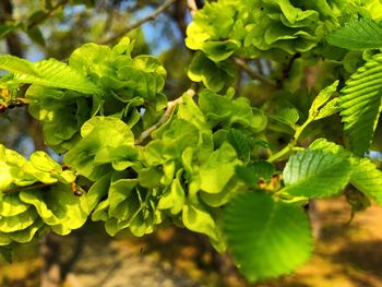 Close-up of berries growing on plant