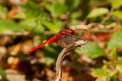 Close-up of dragonfly on plant
