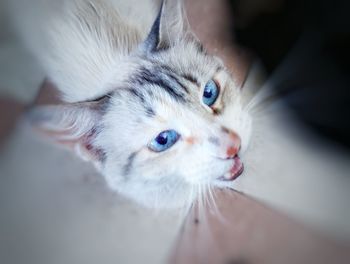 Close-up portrait of a cat