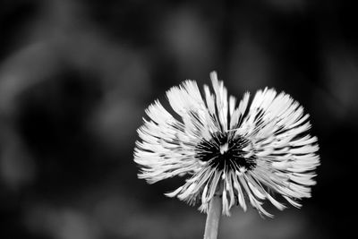 Close-up of flower blooming outdoors