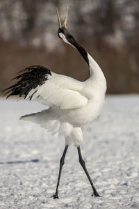 Close-up of a bird flying