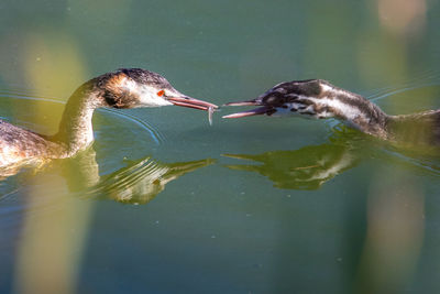 Close-up of turtle in water