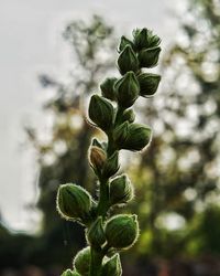 Close-up of plant growing outdoors