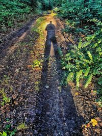 Shadow of person walking on footpath