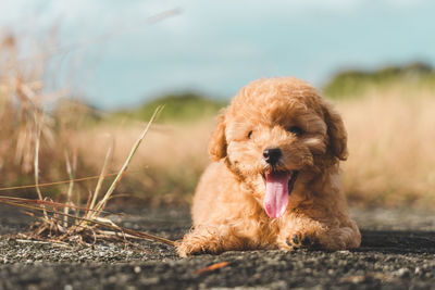 Brown poodle resting on the floor