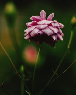 Close-up of pink flower