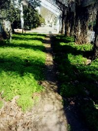 Shadow of tree on grass