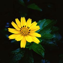 Close-up of yellow flower blooming outdoors