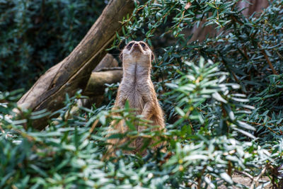 Close-up of meerkat