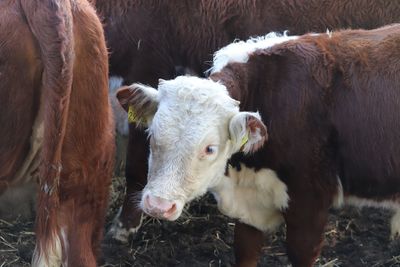 Cows  eating 