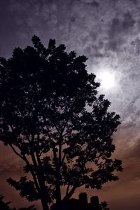 Low angle view of silhouette tree against sky at night