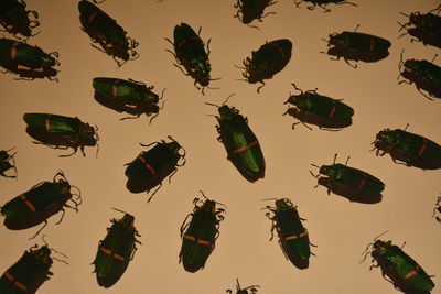 Low angle view of multi colored umbrellas hanging over lake