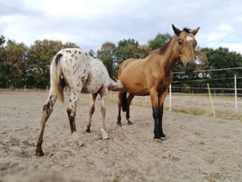 Horses in the field